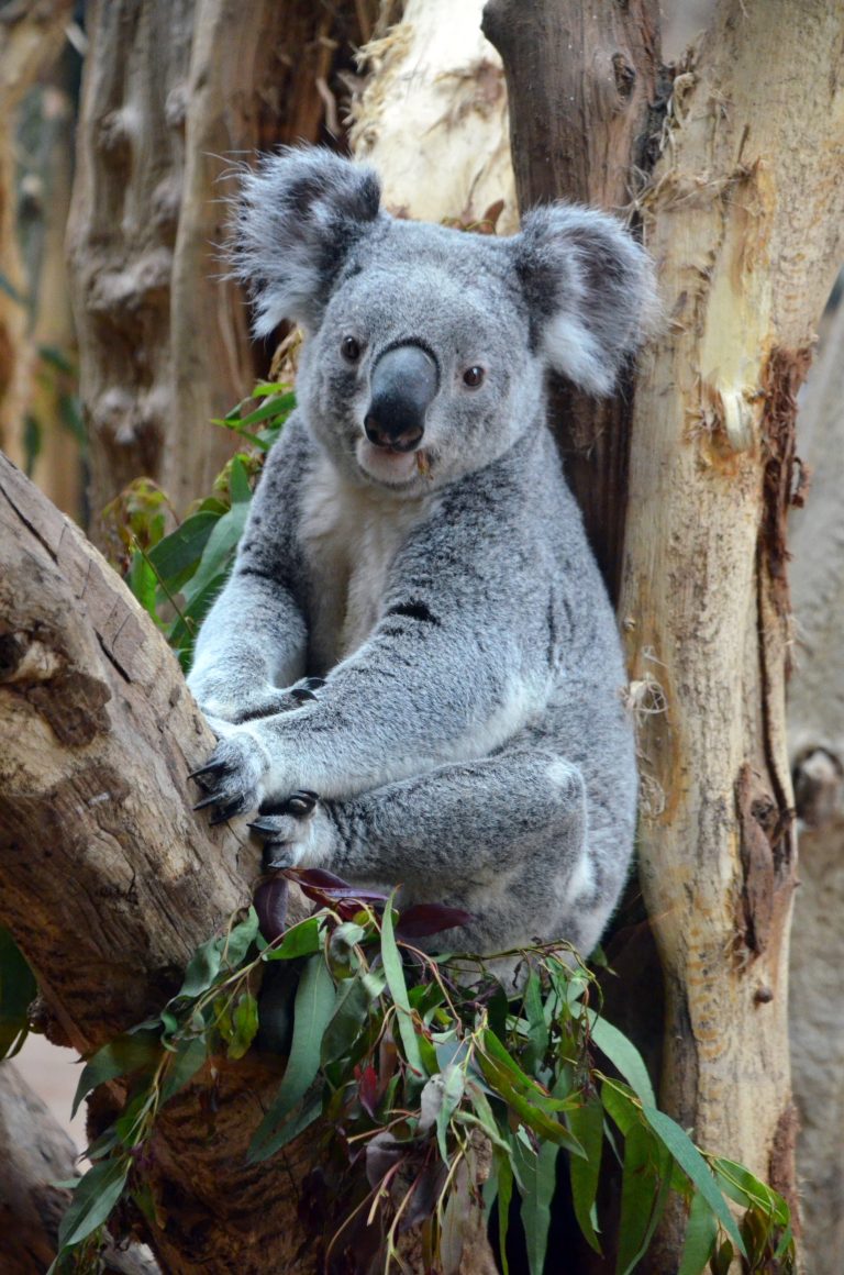 Koala Oobi-Ooobi